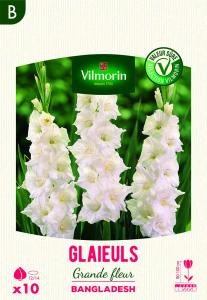 Glaïeuls Grande Fleur Bangladesh (x10)